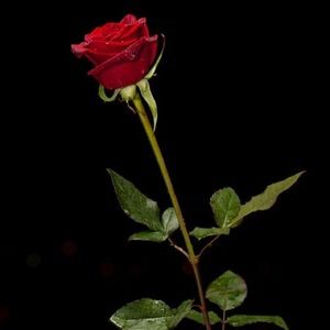 Meet your Posher, Isabel